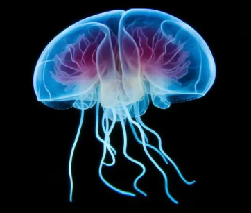 水母的學習能力令科學家震驚