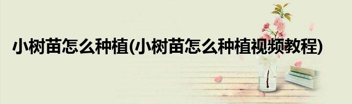 小樹(shù)苗怎么種植(小樹(shù)苗怎么種植視頻教程)