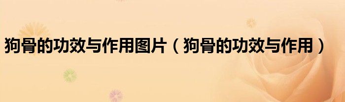 狗骨的功效與作用圖片（狗骨的功效與作用）