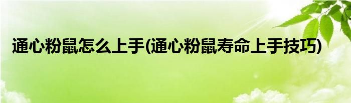 通心粉鼠怎么上手(通心粉鼠壽命上手技巧)