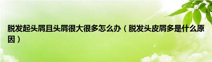 脫發(fā)起頭屑且頭屑很大很多怎么辦（脫發(fā)頭皮屑多是什么原因）