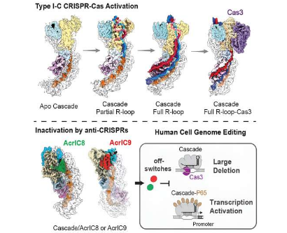 用 CRISPR-Cas3粉碎癌細胞的獨特遺傳特征