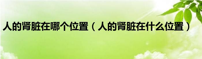 人的腎臟在哪個(gè)位置（人的腎臟在什么位置）