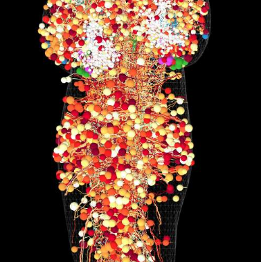 逐個神經(jīng)元繪制大腦圖譜