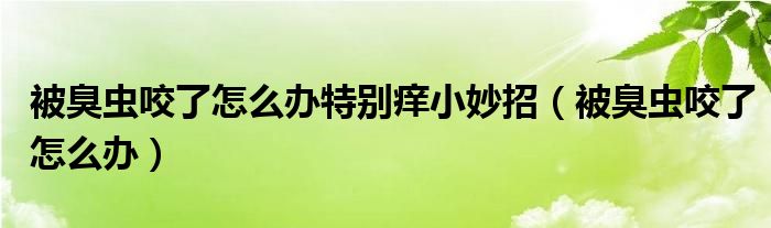 被臭蟲咬了怎么辦特別癢小妙招（被臭蟲咬了怎么辦）