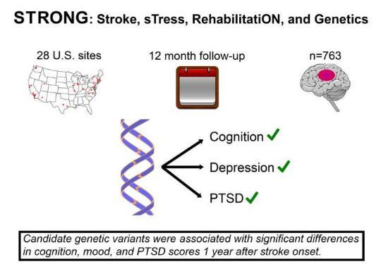 探索性研究將基因變異與中風康復聯(lián)系起來