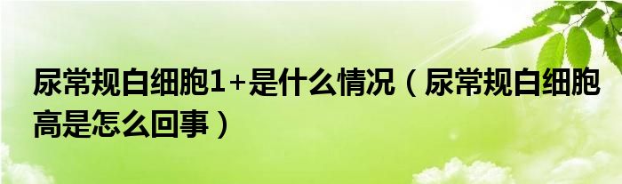 尿常規(guī)白細(xì)胞1+是什么情況（尿常規(guī)白細(xì)胞高是怎么回事）