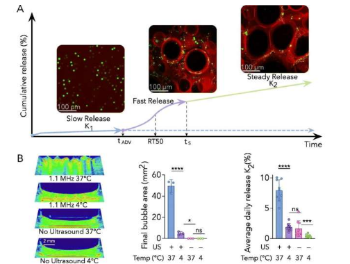 超聲活化的水凝膠可實現(xiàn)持續(xù)藥物釋放
