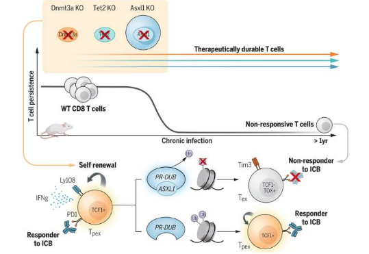 研究人員發(fā)現(xiàn)破壞 Asxl1 基因可防止 T 細(xì)胞衰竭 從而改善免疫療法