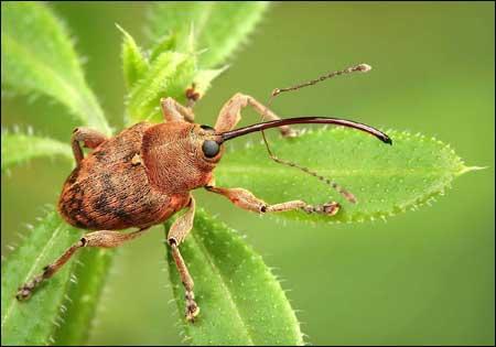 從自然界中獲取生物精煉指針