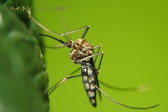 當(dāng)我們用現(xiàn)代陷阱屠殺蚊子時(shí)花鳥會(huì)發(fā)生什么