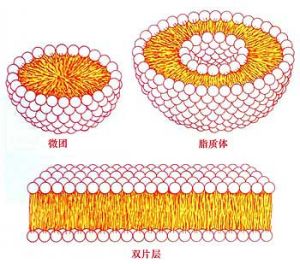 研究人員開發(fā)出新的模型來模擬脂質(zhì)在膜中的積累