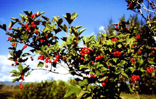 蔓越莓與抗生素聯(lián)合起來(lái)對(duì)抗細(xì)菌