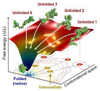 研究人員已使用X射線方法來跟蹤蛋白質(zhì)的折疊方式