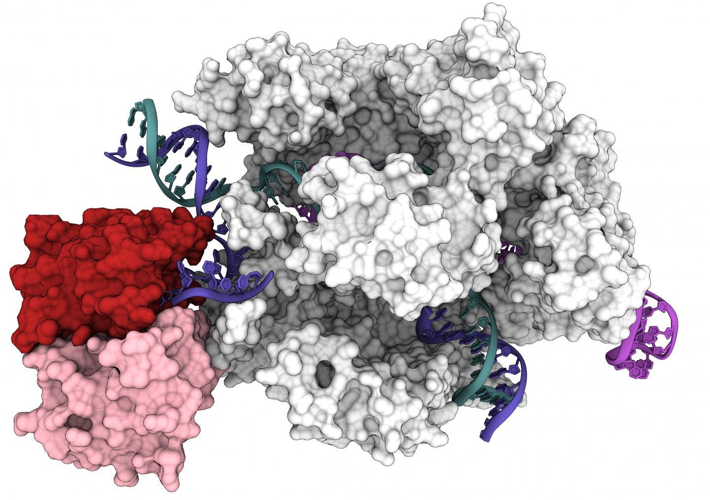 對CRISPR Cas9工具的新理解可以改善基因編輯